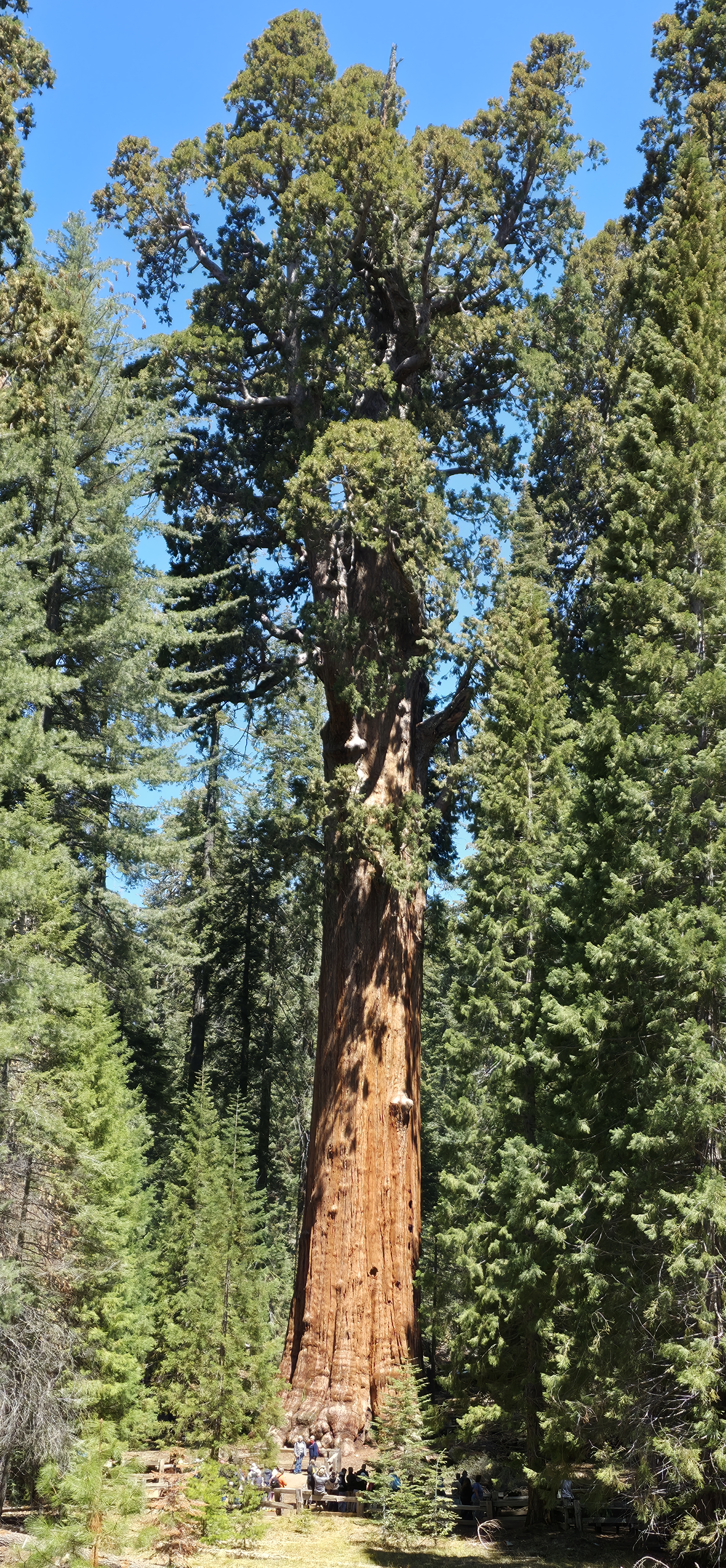 The Wisdom of the Sequoia: General Sherman Tree
