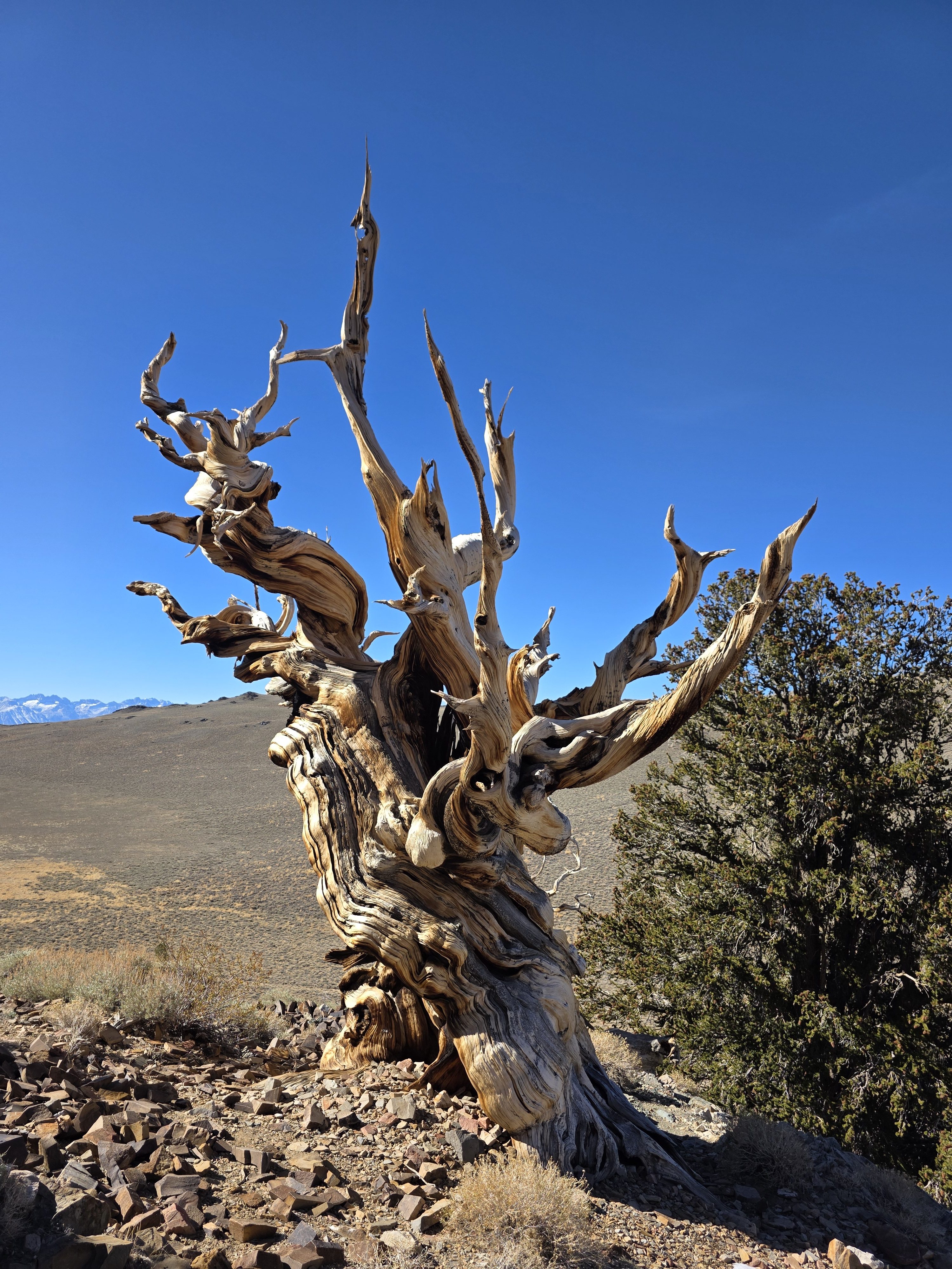 Ancient bristlecone pine with twisted trunk and weathered branches in the White Mountains of California.