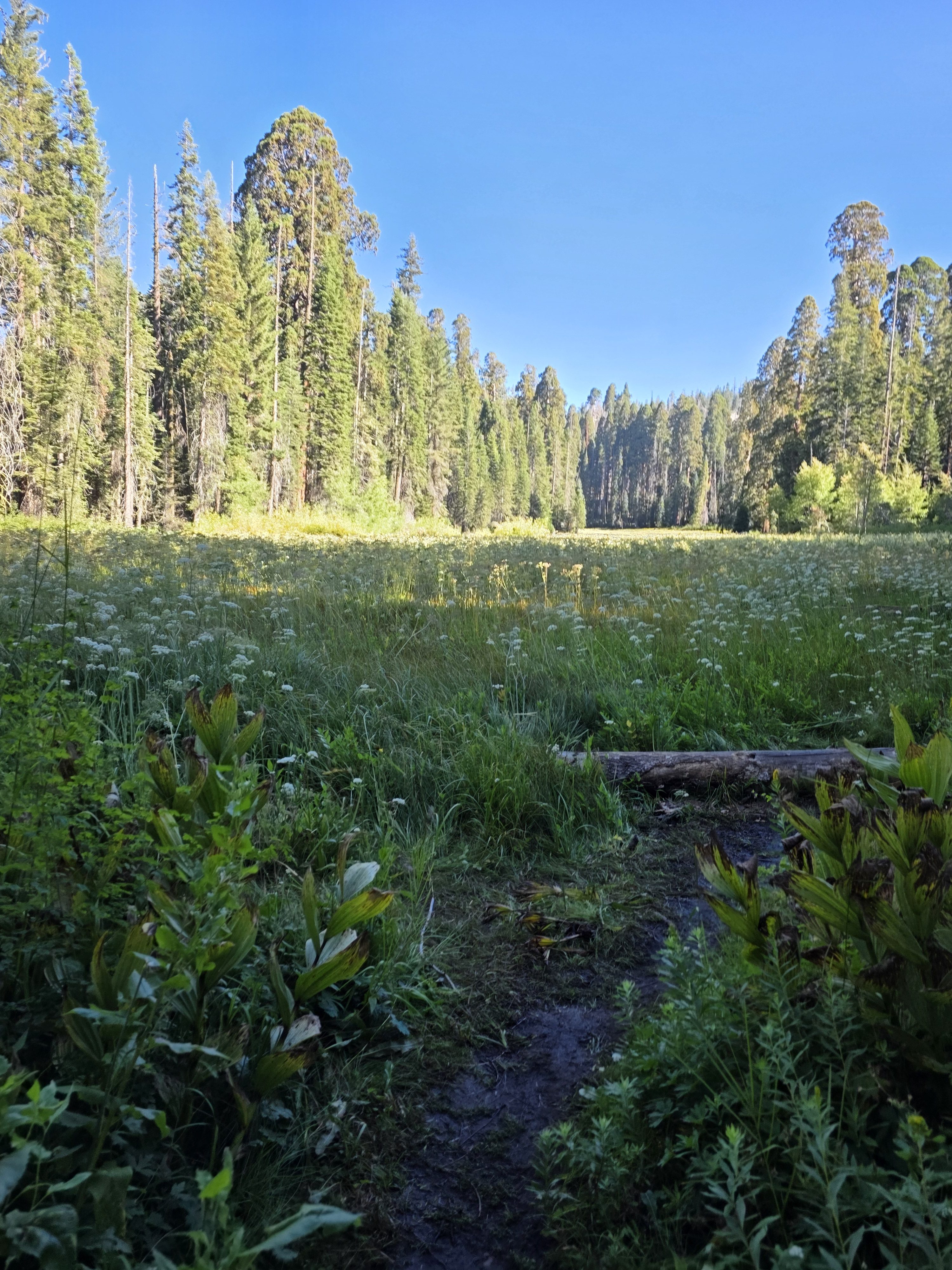 Crescent Meadow: John Muir’s “Gem of the Sierra”